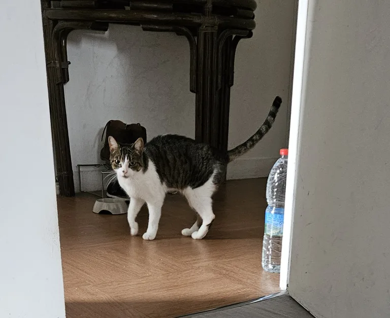 Chat trouvé