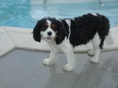 Chien perdu Cavalier King Charles