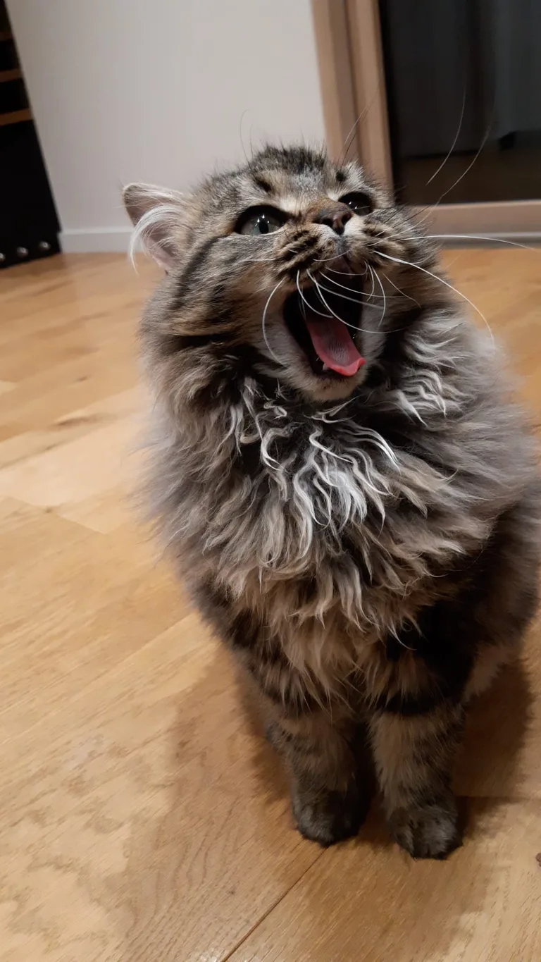 Berlioz