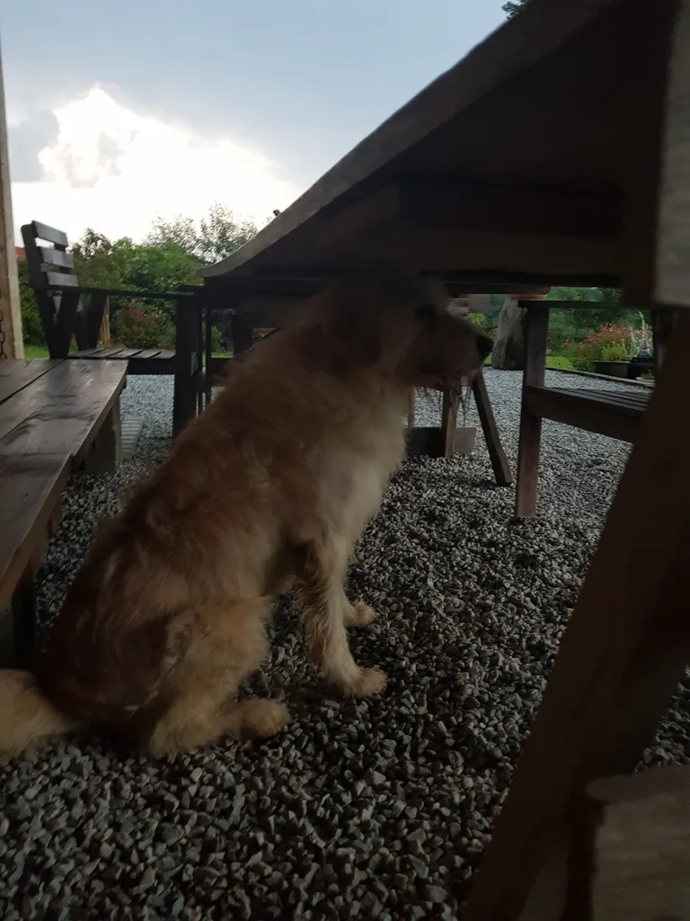 Chien trouvé