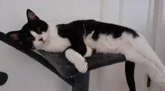 Chat perdu Européen