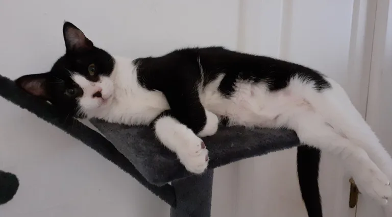 FIGARO