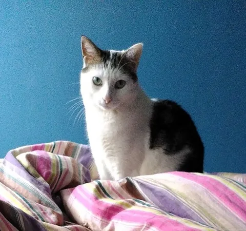 Mulder