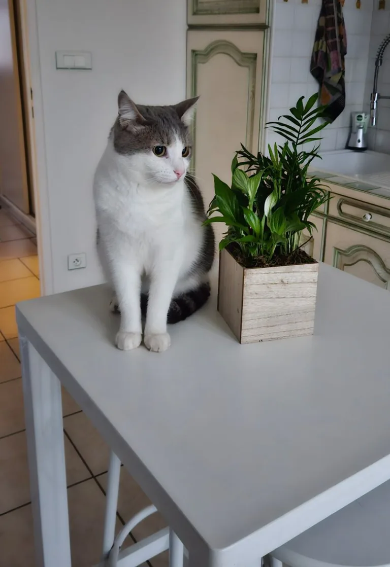 Titou