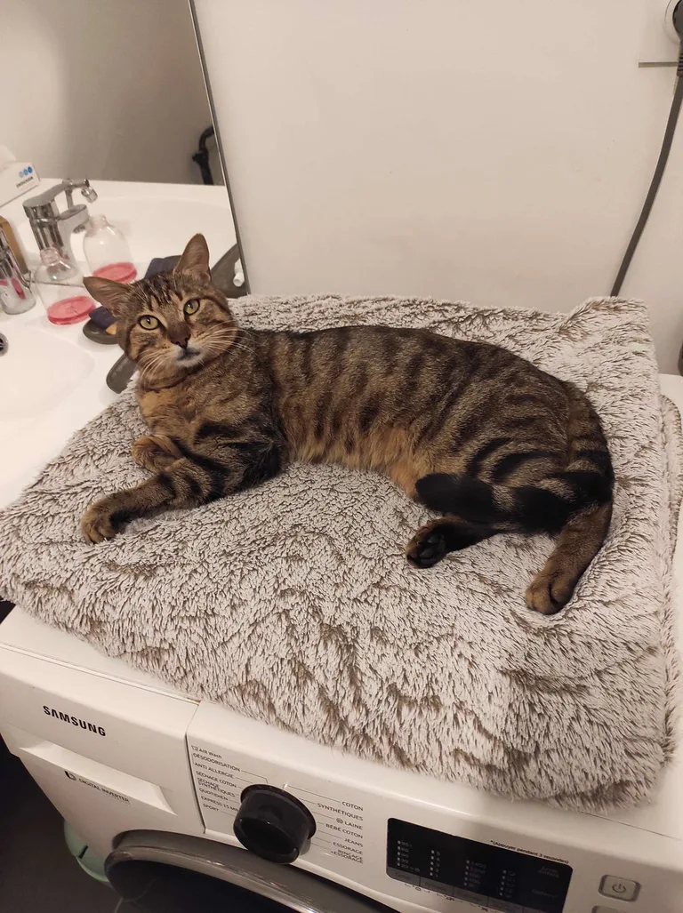 Chat trouvé