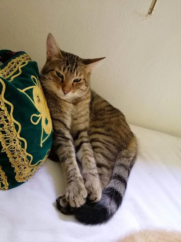 Bronzé