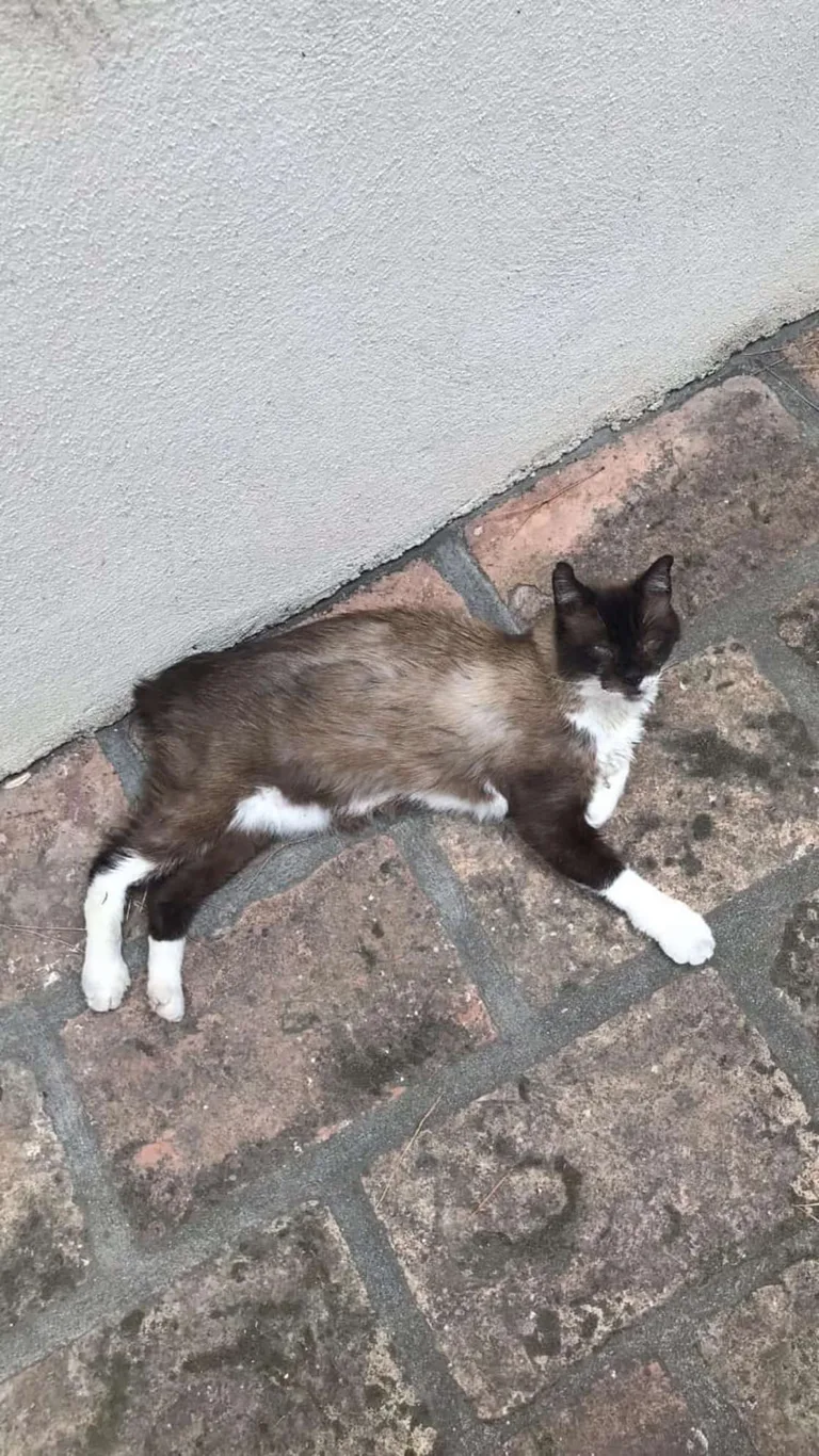 Coco