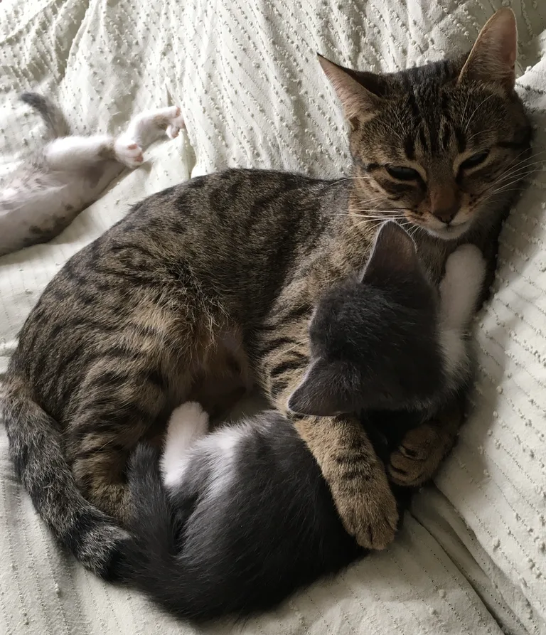 Leila/Lolotte