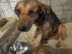 Chien trouvé Beagle