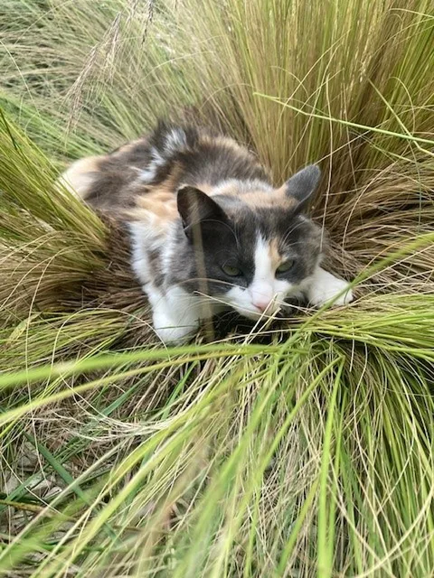 Fleabag