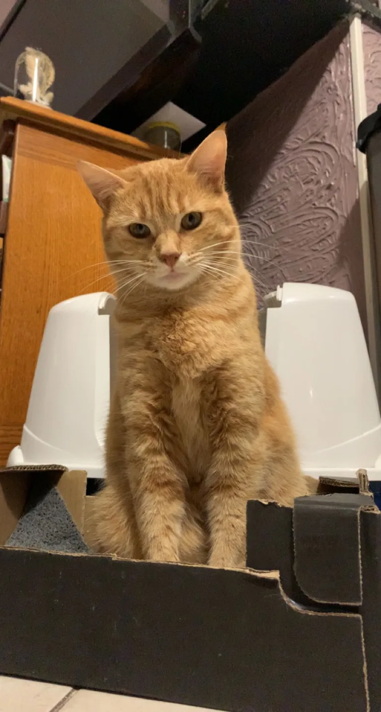 Heidi