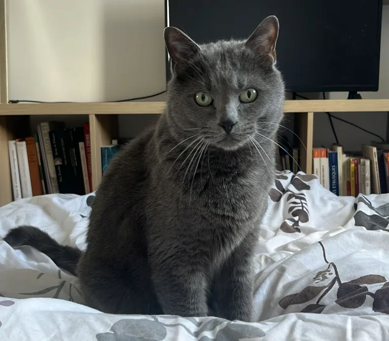 Gris