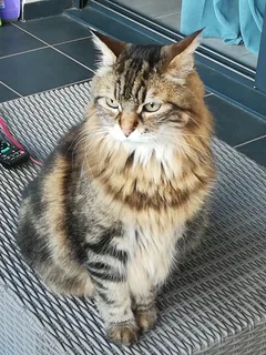 Chat perdu Européen