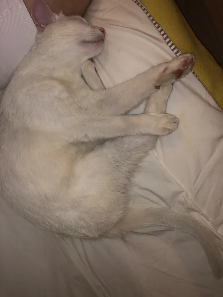 Chat trouvé