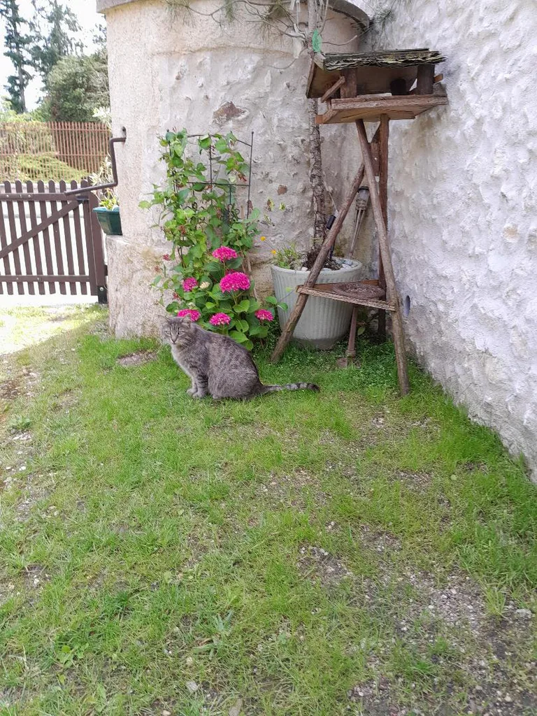 Chat trouvé