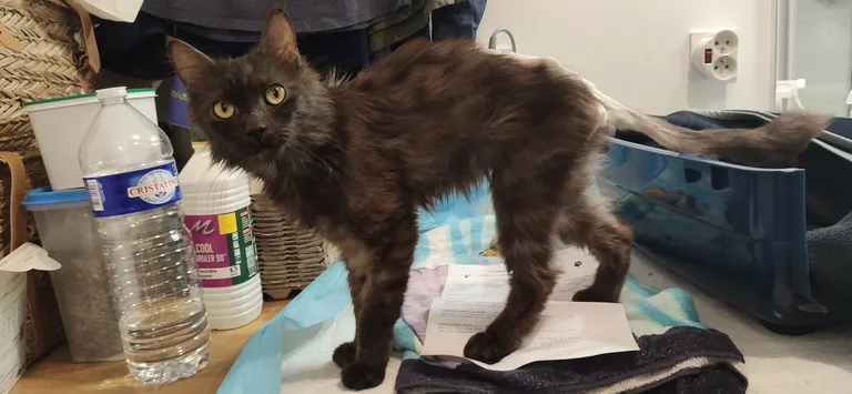Chat trouvé