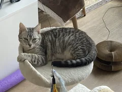 Chat perdu Chat Tigre