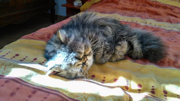 titi