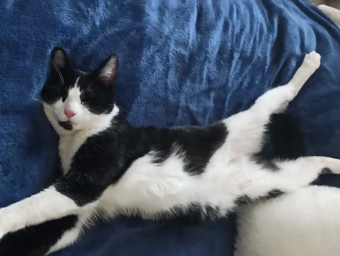Milo