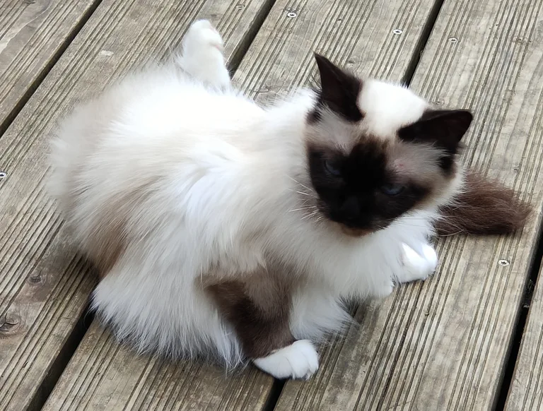 Nina