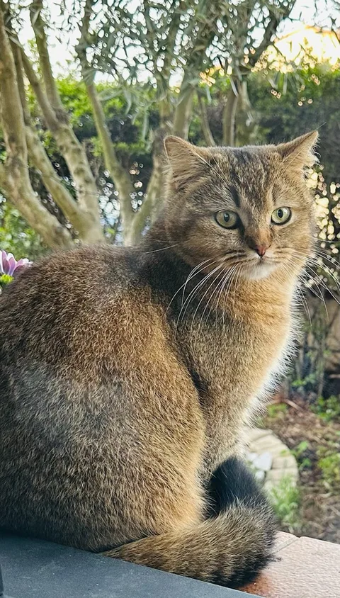 Minou