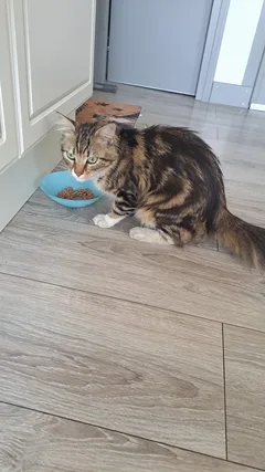 Chat trouvé Européen