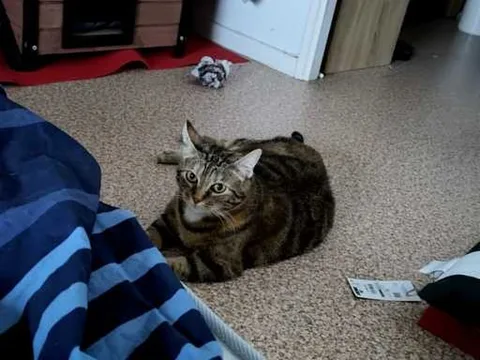 Chat trouvé
