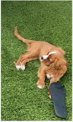 Chien perdu Cavalier King Charles