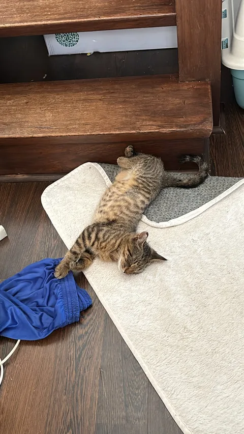 Luna (Loulou)