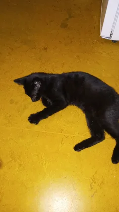 Chat trouvé Sans race particulière