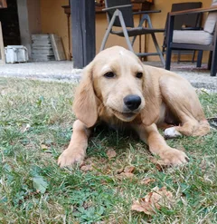 Chien trouvé Labrador-Retriever