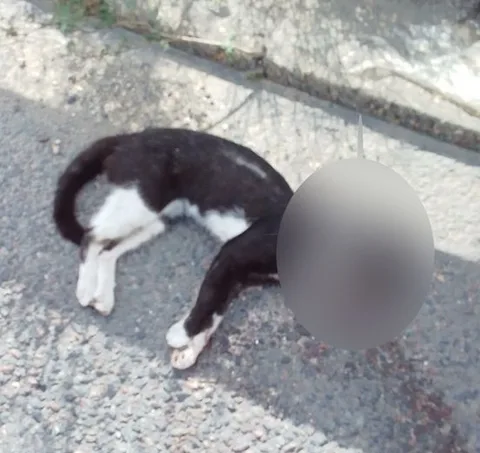 Chat trouvé