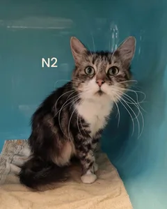Chat trouvé Sans race particulière