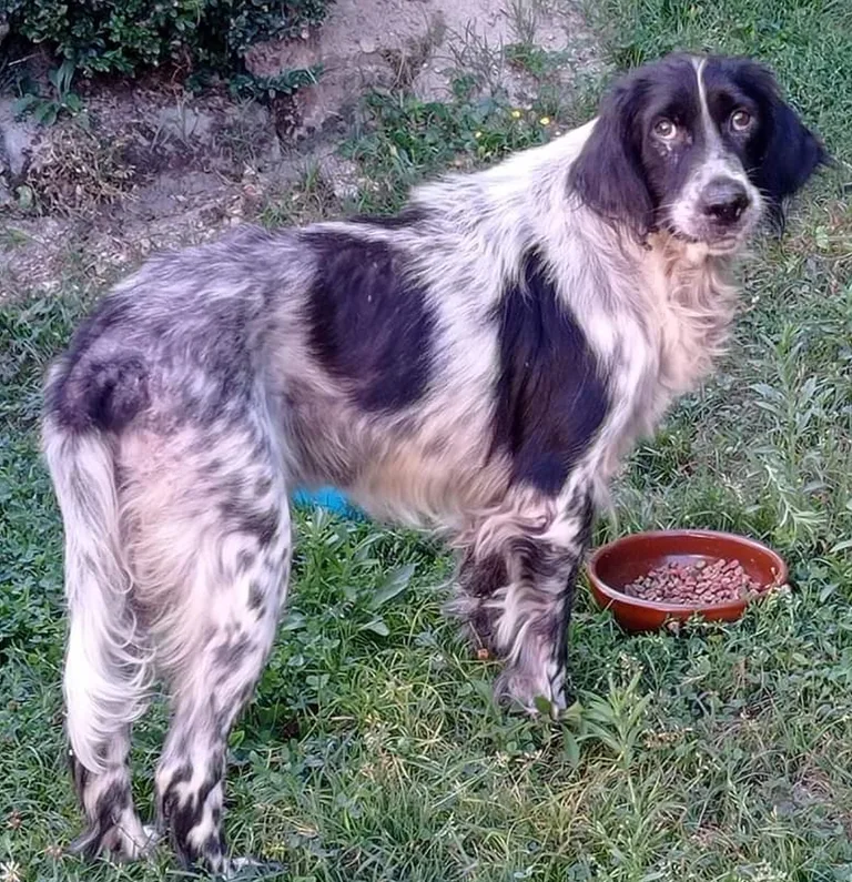 Chien trouvé