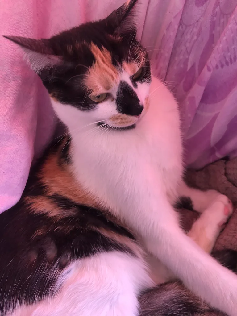 Tacha