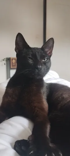 Chat perdu Croisé