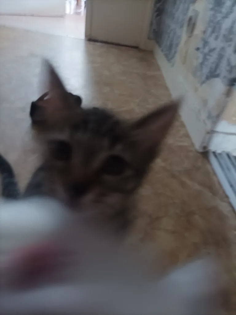 Mika