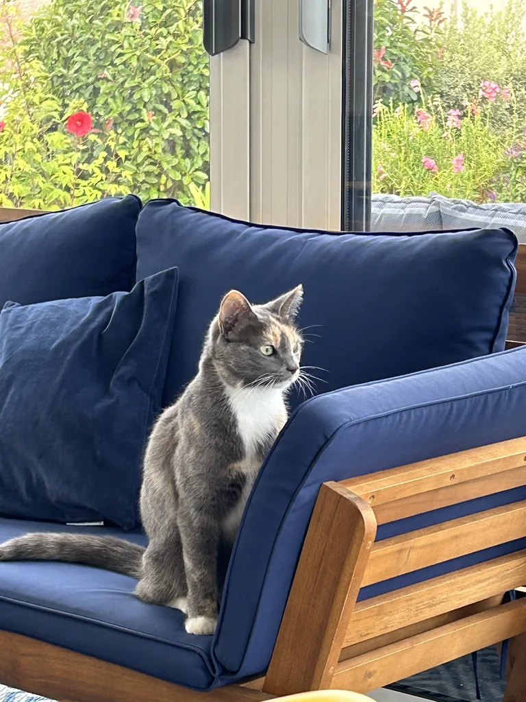 Chat trouvé