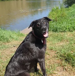 Chien perdu Border Collie