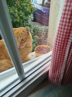Chat trouvé Européen