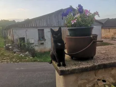 Chat perdu Européen