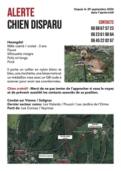 Chien perdu Croisé