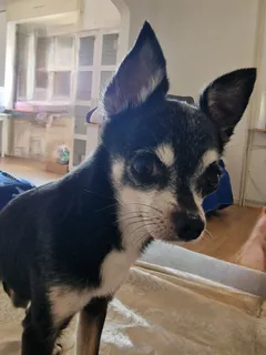 Chien perdu Chihuahua