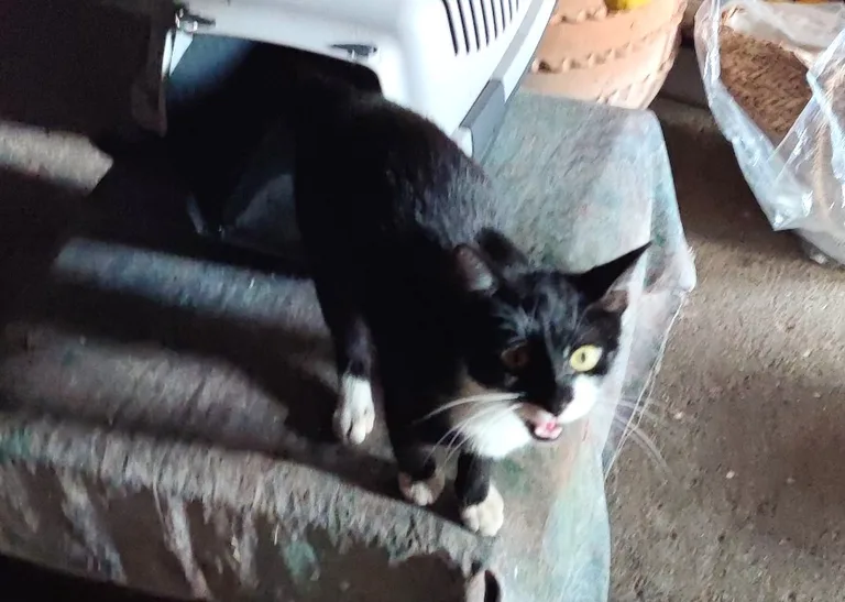 Chat trouvé
