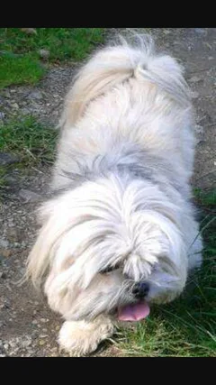 Chien perdu Shitzu