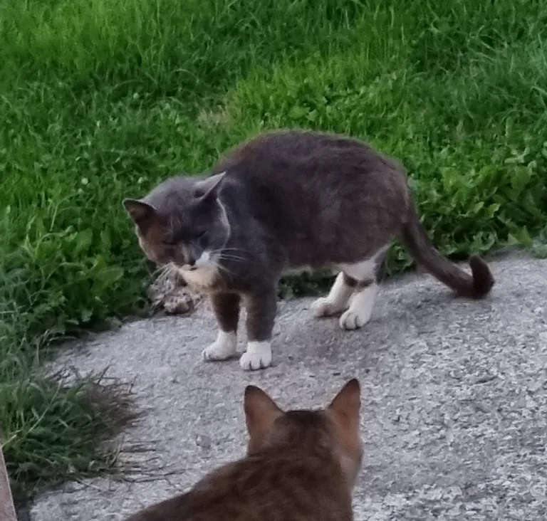 Chat trouvé