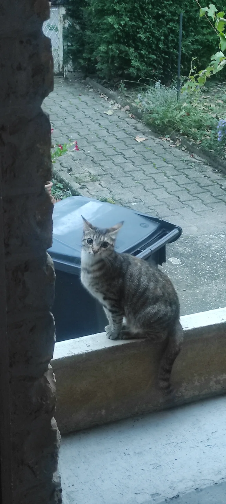 Chat trouvé