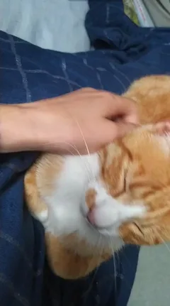 Chat perdu Européen