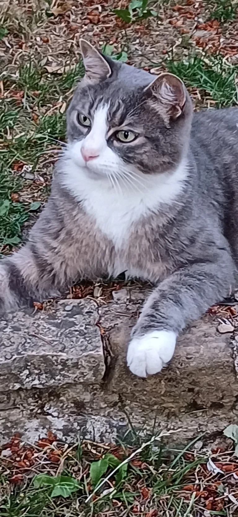 Martin