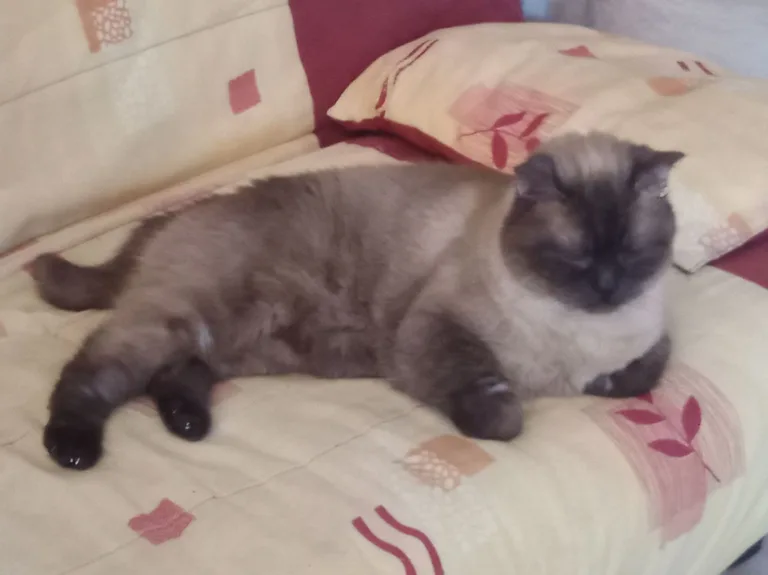 Pixel